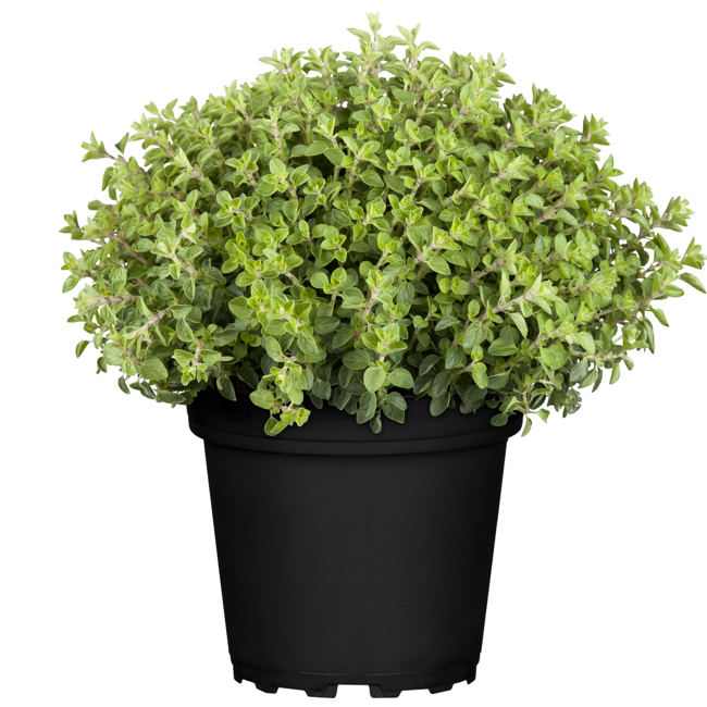 Bild von Oregano 14 cm Topf