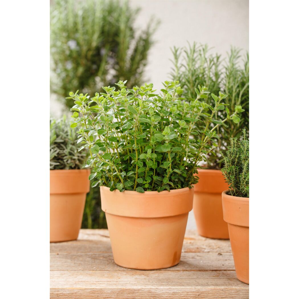 Oregano-Pflanze im Terrakottatopf
