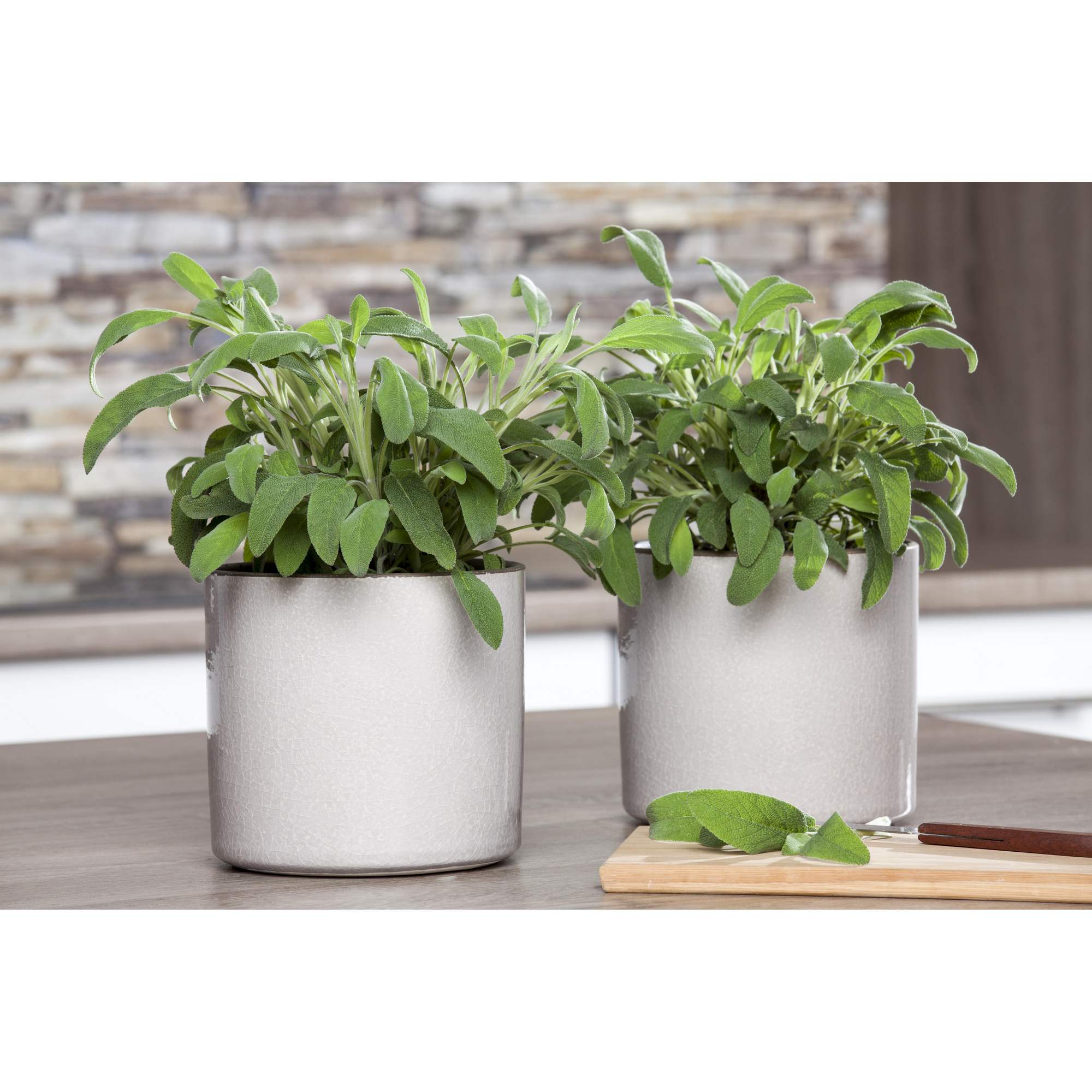 Salbei, 14 cm Topf + product picture