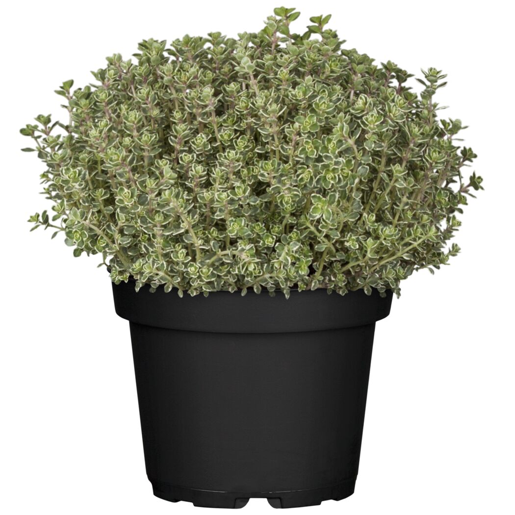 Thymian Pflanze im Topf