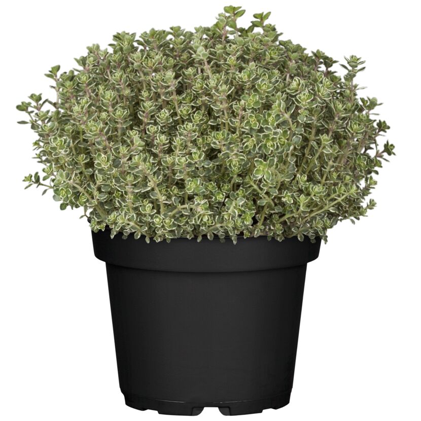 Thymian Pflanze im Topf