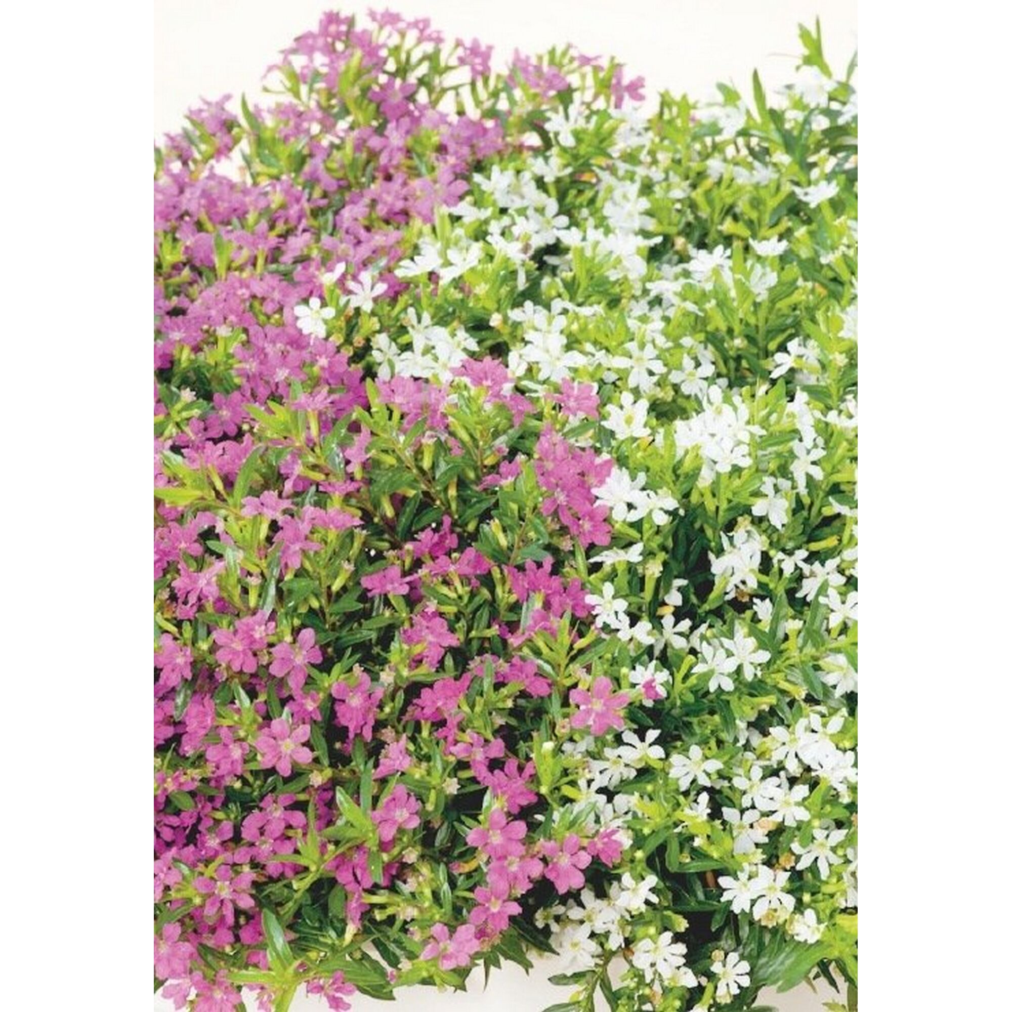 Cuphea Hyssopifolia Twins 3er Set in weiß und rosa