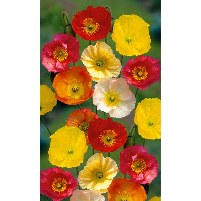 Islandmohn 'Gartenzwerg', 9 cm Topf, 3er-Set