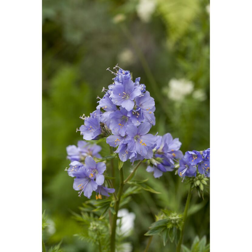 Jakobsleiter 'Blue Pearl', 9 cm Topf, 3er-Set