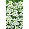 Weiße Blüten des Sternmooses