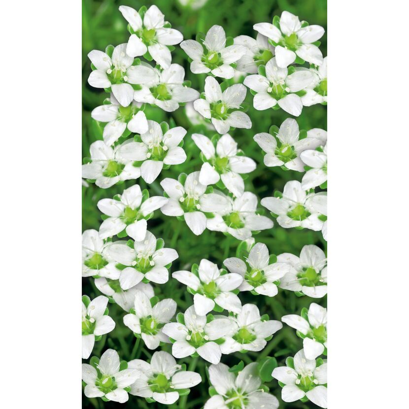 Weiße Blüten des Sternmooses