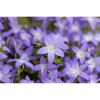 Lila Campanula Garganica Blüten