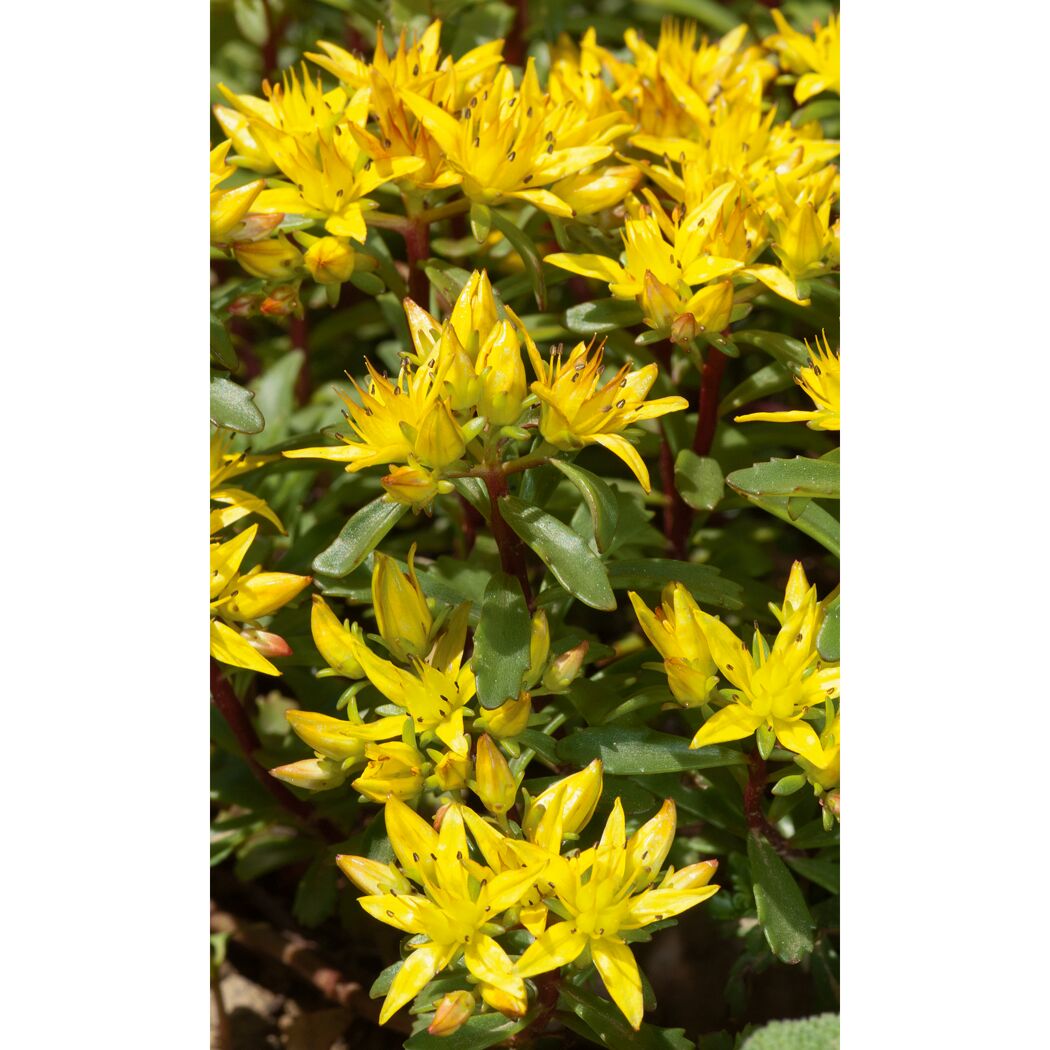 Gelbe Blüten der Goldfetthenne Weihen Stephan