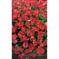 Aubrieta Cultorum Royal Red