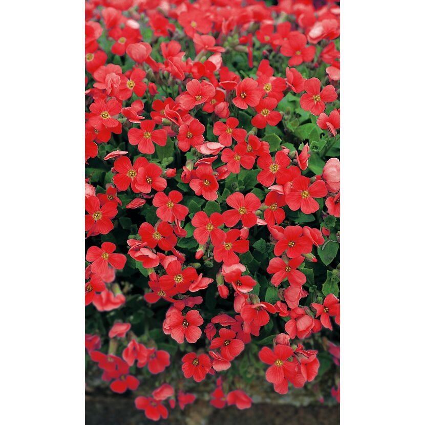 Aubrieta Cultorum Royal Red