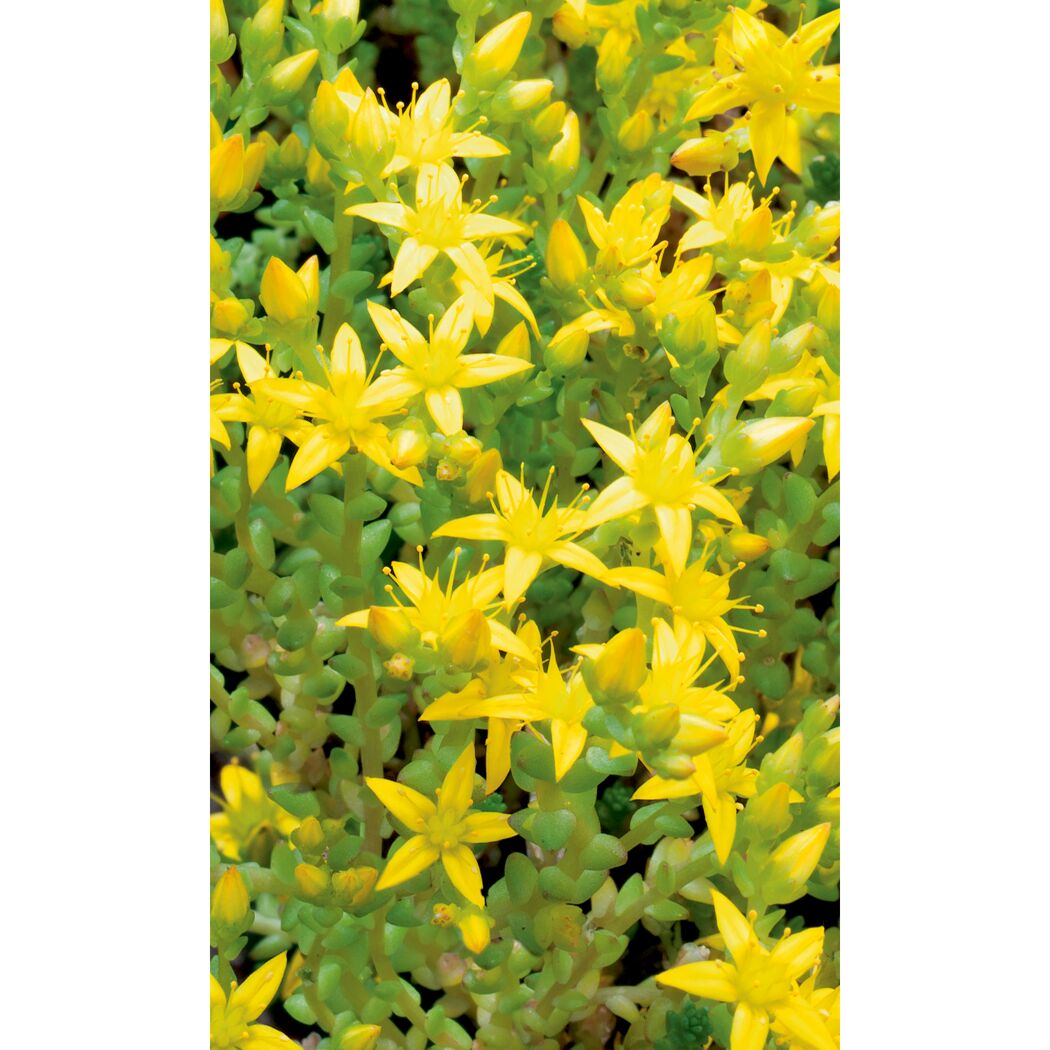 Milder Mauerpfeffer, 9 cm Topf, 3er-Set