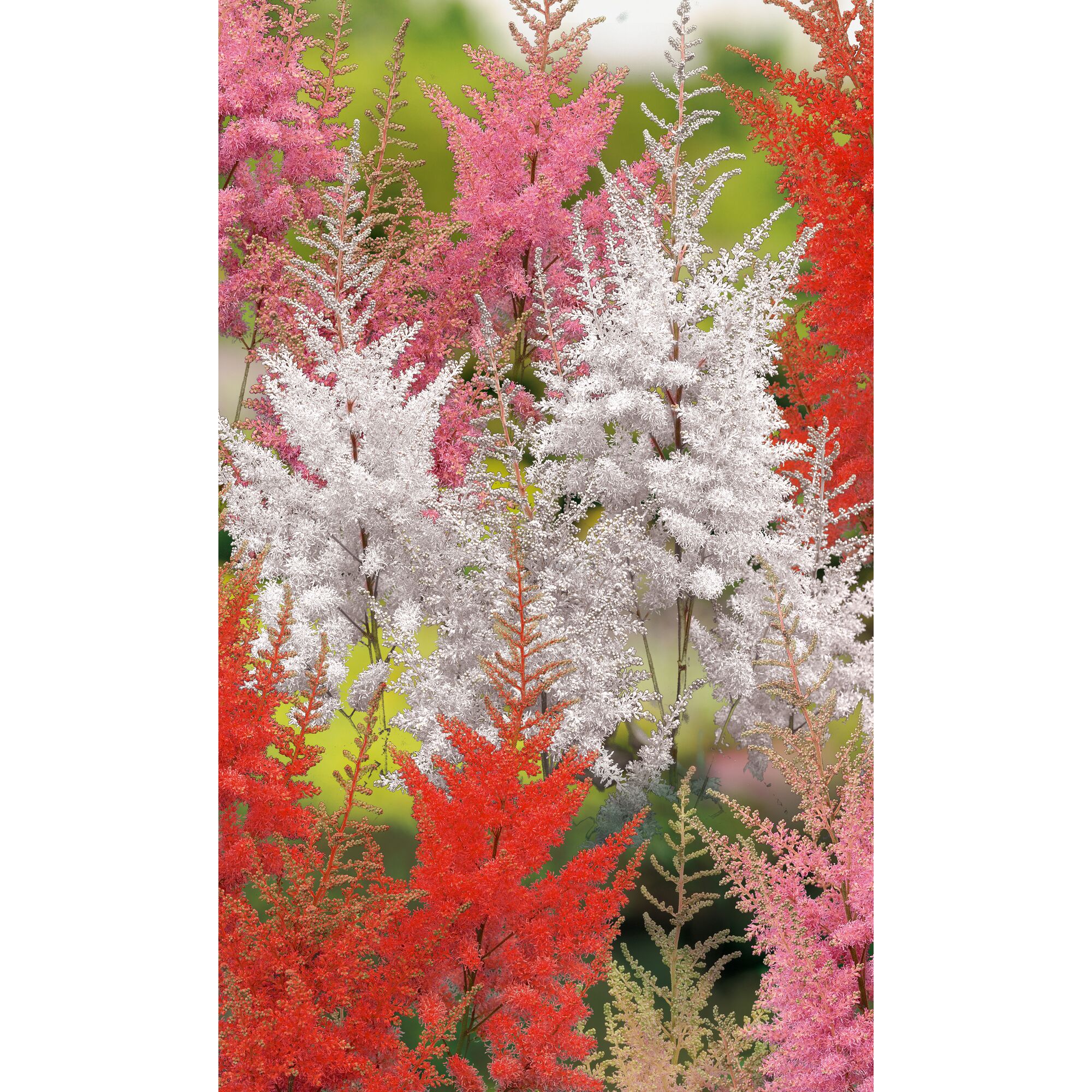 Rosa, weiße und rote Astilben