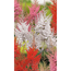 Prachtspiere 'Showstar®', 9 cm Topf, 3er-Set