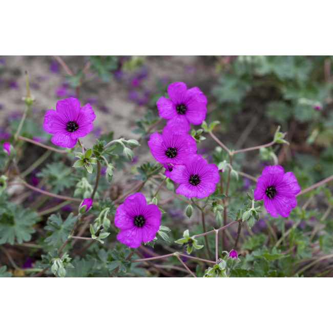 Bild von Niedriger Storchschnabel, 9 cm Topf, 3er-Set