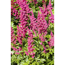 Prachtspiere, 9 cm Topf, 3er-Set