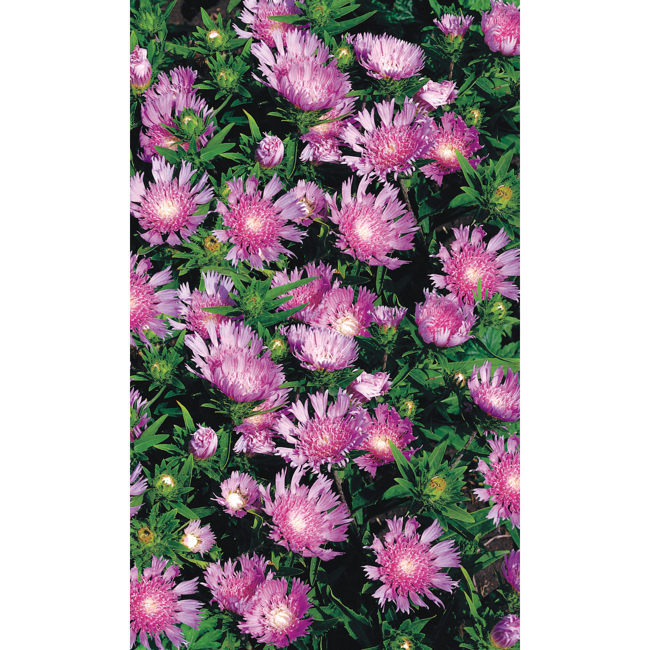 Bild von Kornblumenaster, 9 cm Topf, 3er-Set