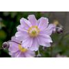 Rosa Herbstanemone mit gelber Blütenmitte