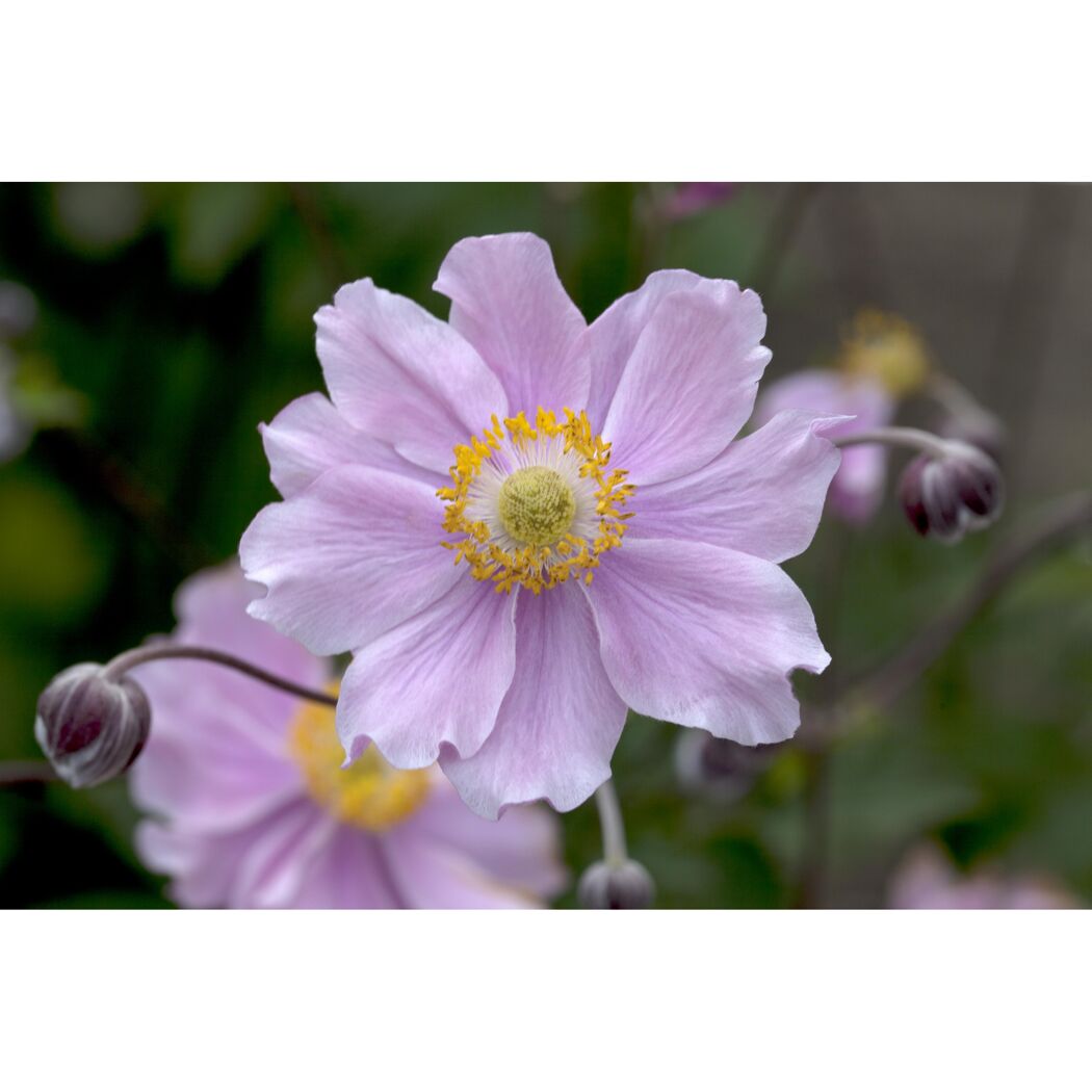 Rosa Herbstanemone mit gelber Blütenmitte