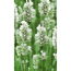Lavendel 'Alba', 9 cm Topf, 3er-Set