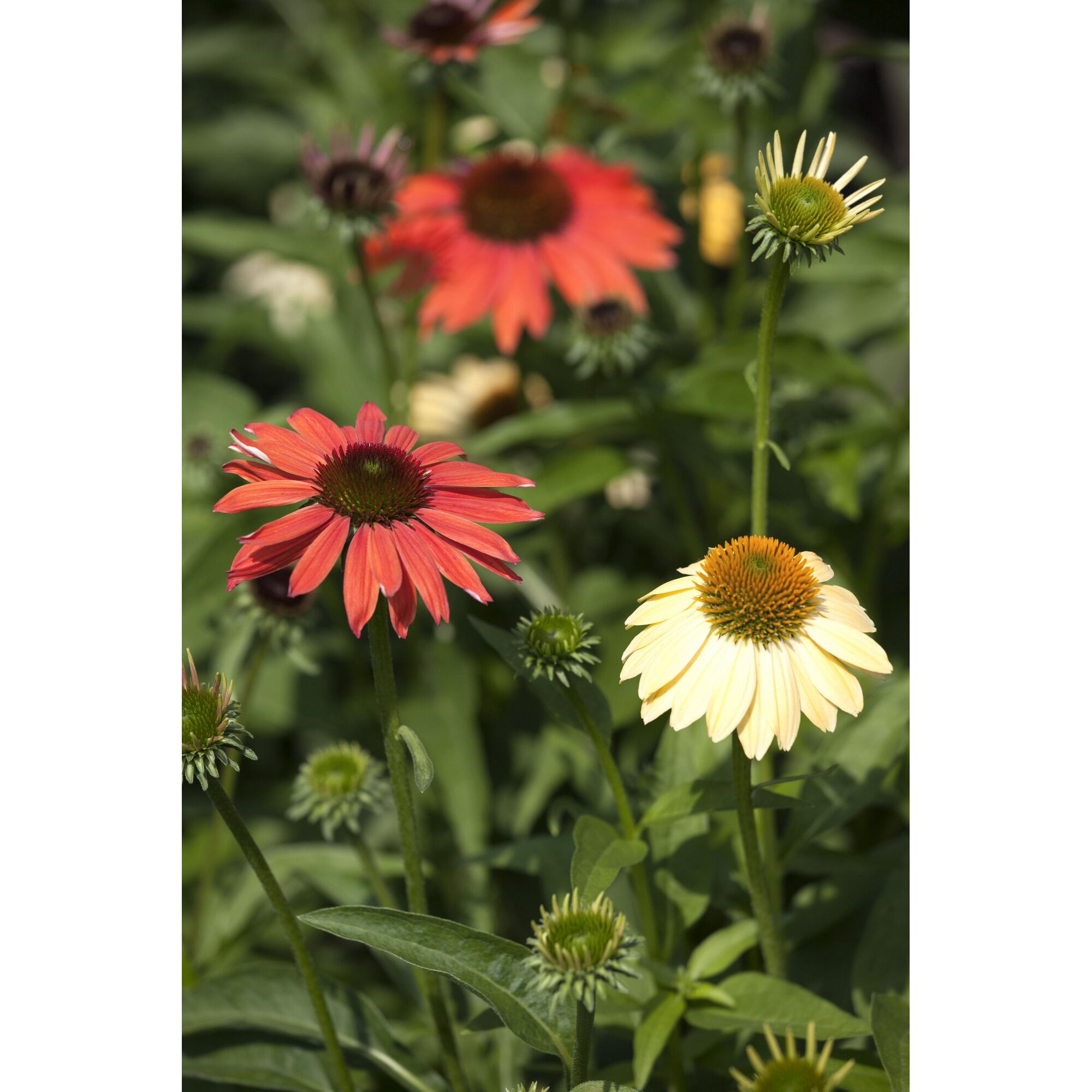 Rote und gelbe Sonnenhutblüten