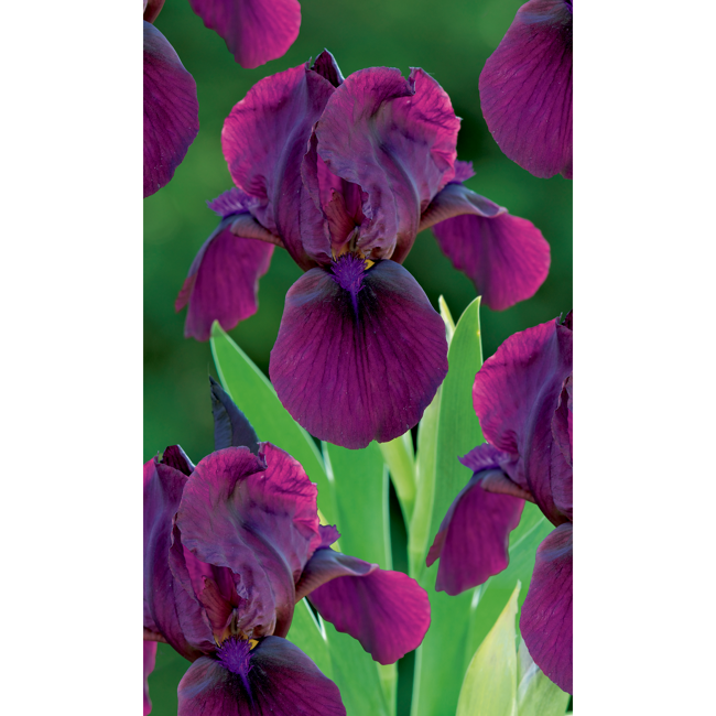 Bild von Zwergbartiris 'Kirschgarten', 9 cm Topf, 3er-Set