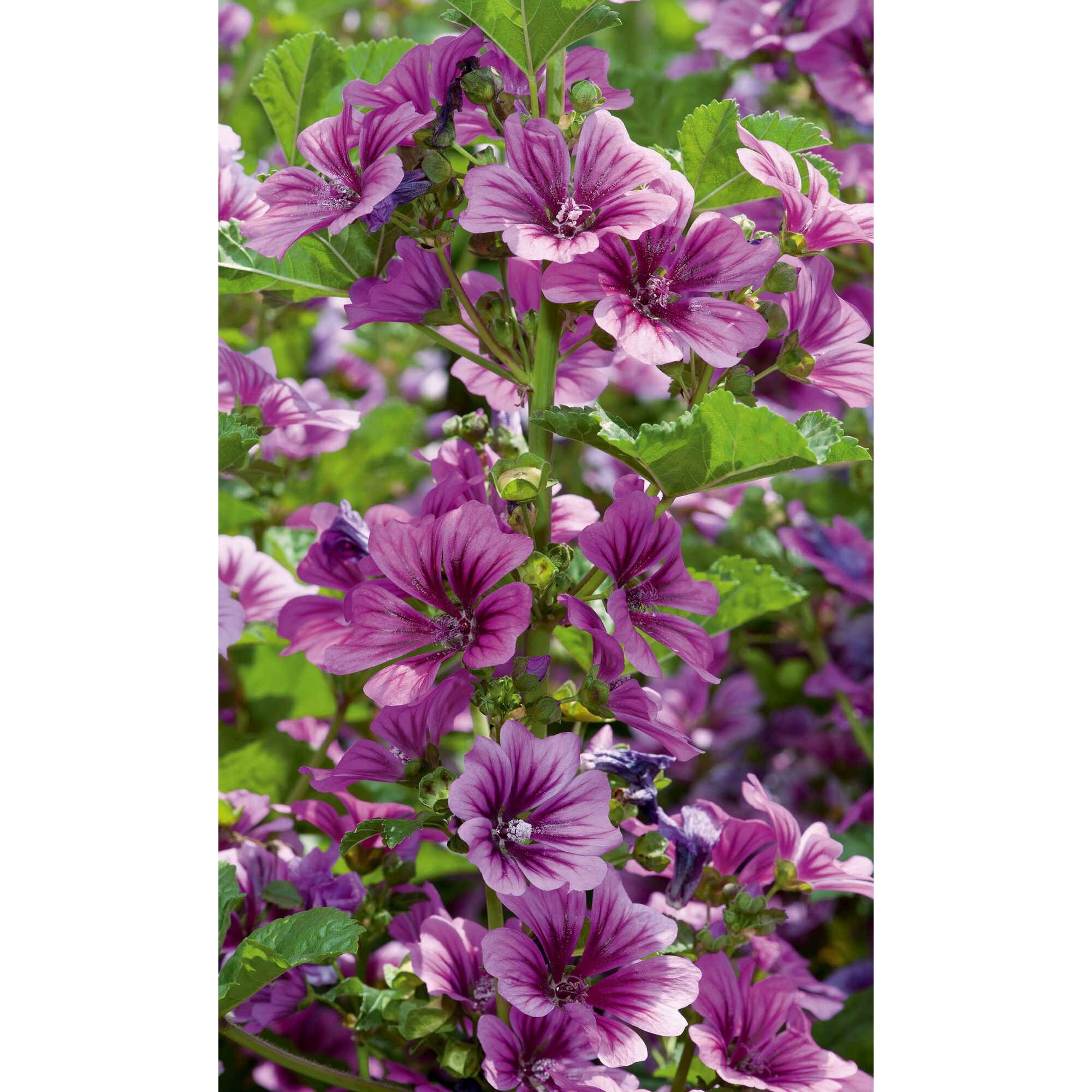 Lila Blüten der Gartenmalve