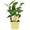 Bio-Tee Echter 12 cm Topf