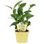 Bio-Tee Echter 12 cm Topf