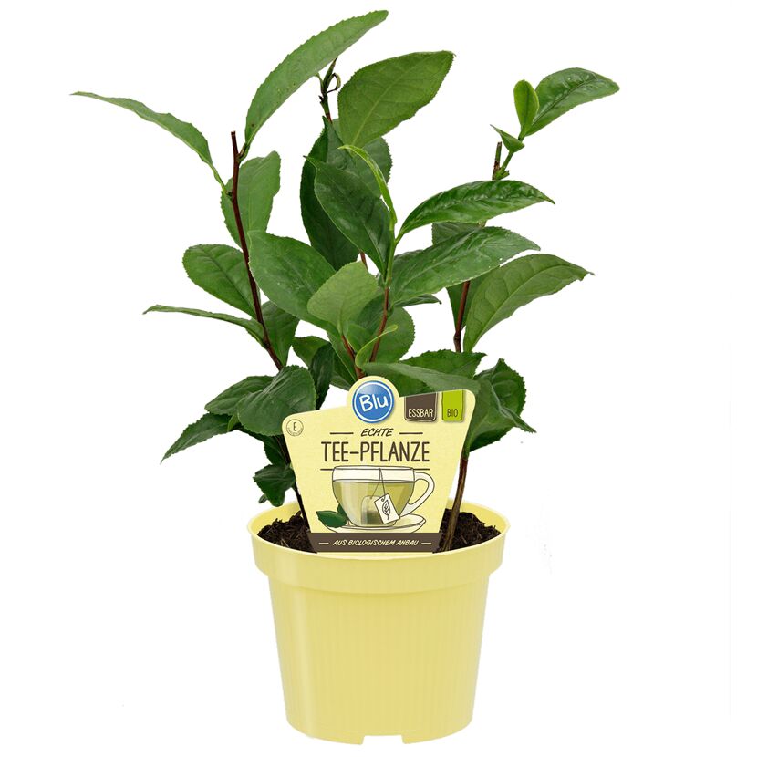 Bio-Tee Echter 12 cm Topf