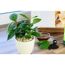Bio-Tee Echter 12 cm Topf