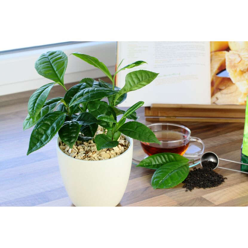 Bio-Tee Echter 12 cm Topf