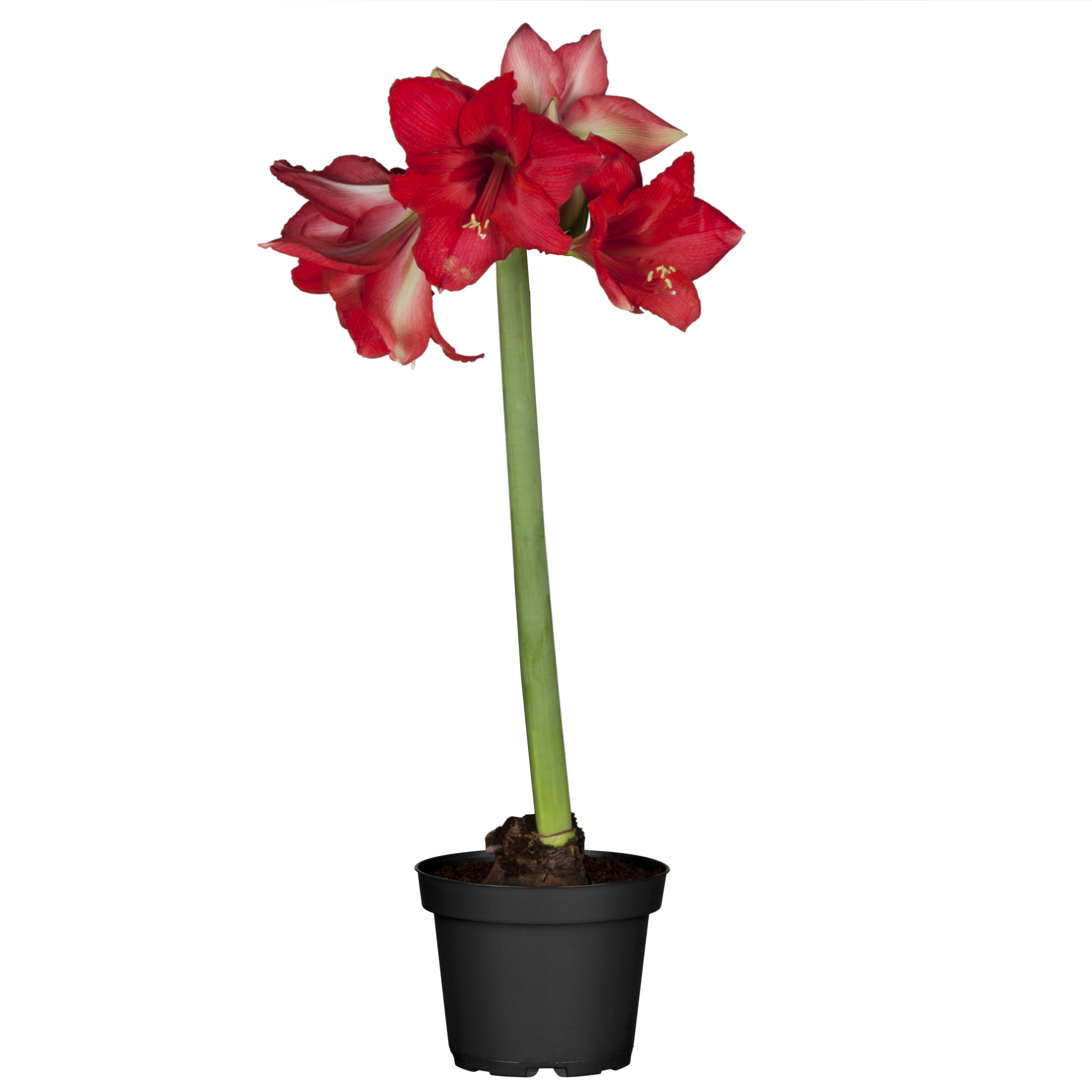 Amaryllis rot 12 cm Topf + product picture