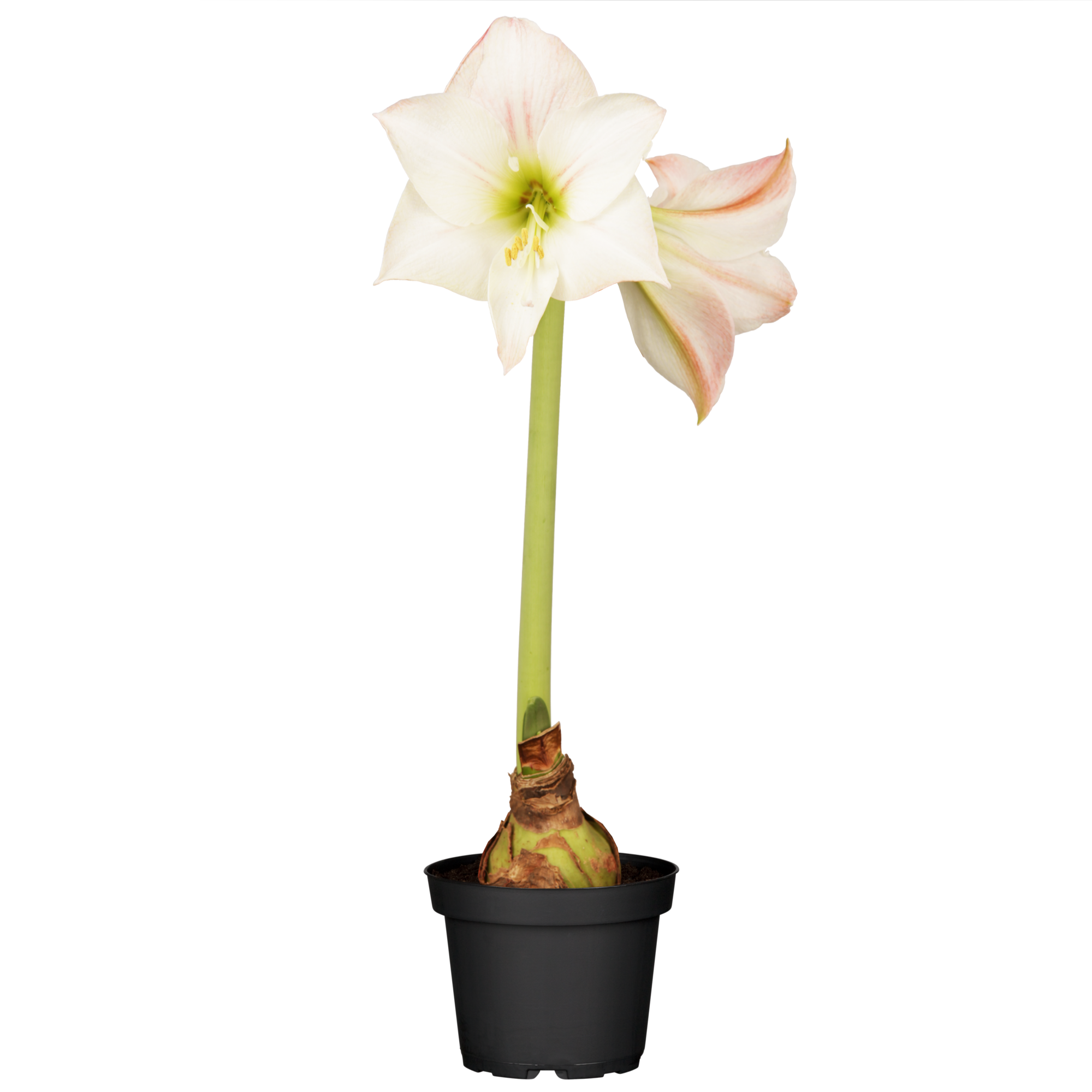 Amaryllis weiß-pink 12 cm Topf + product picture