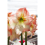 Verkleinertes Bild von Amaryllis weiß-pink 12 cm Topf
