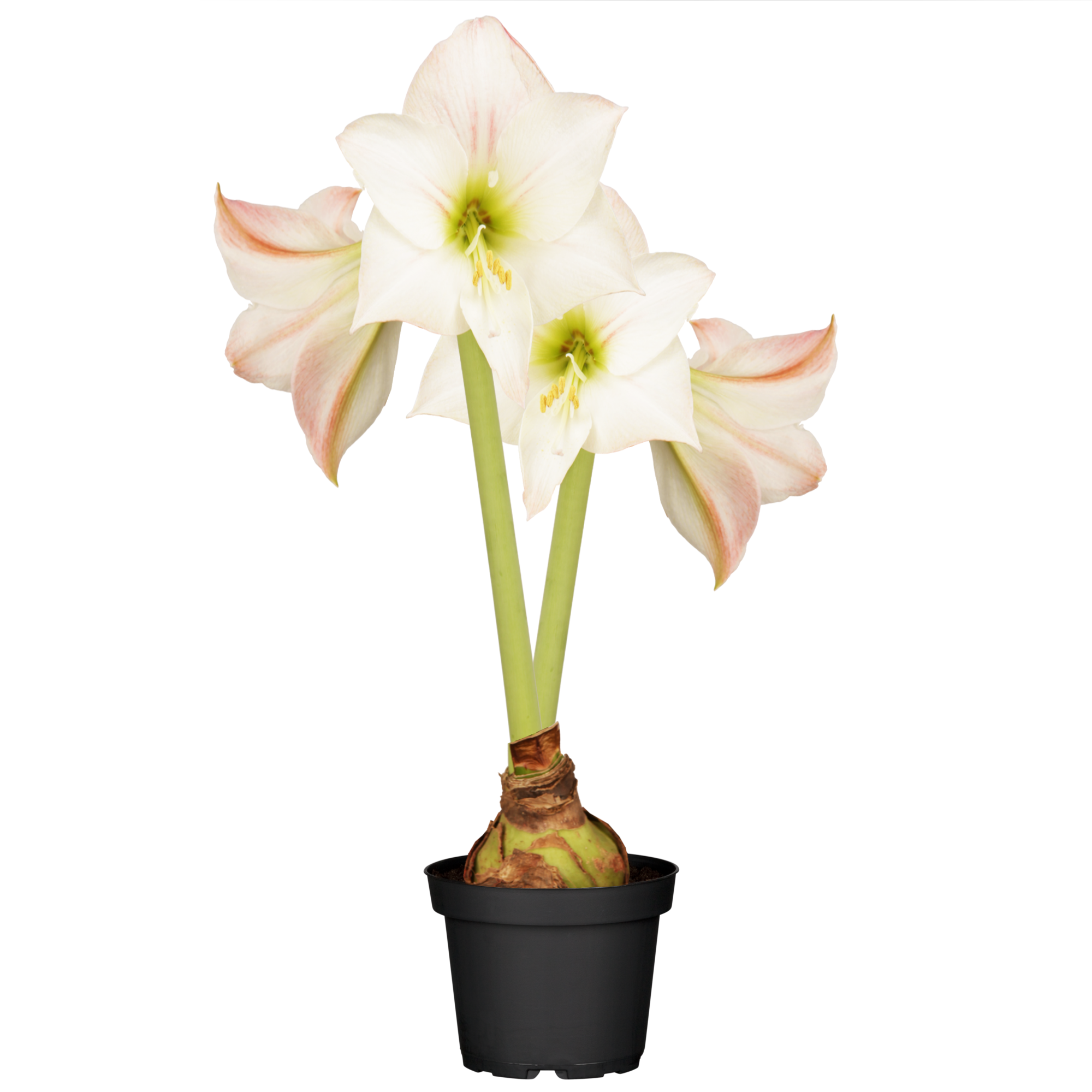 Amaryllis mit 2 Trieben weiß-pink 12 cm Topf + product picture