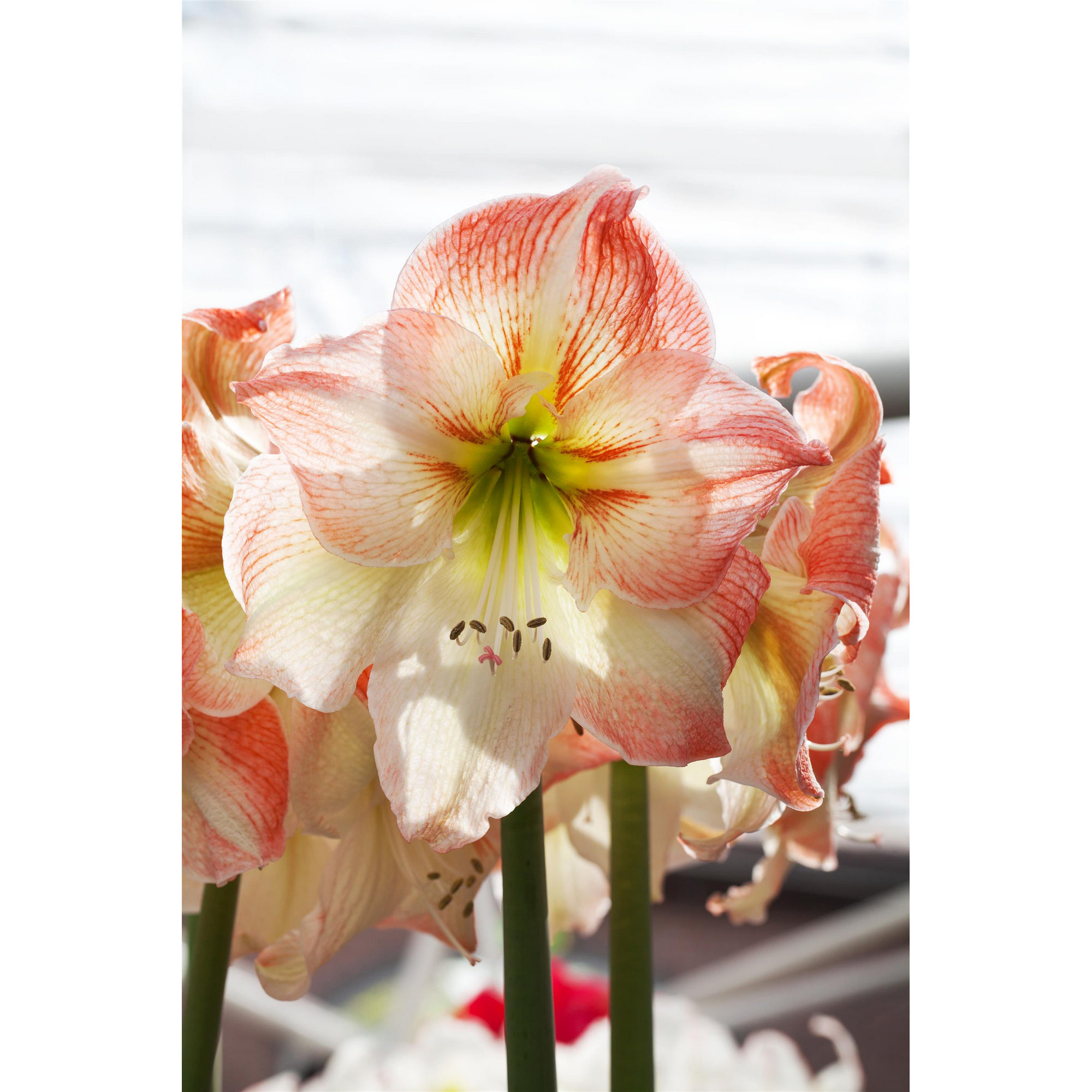 Amaryllis mit 2 Trieben weiß-pink 12 cm Topf + product picture