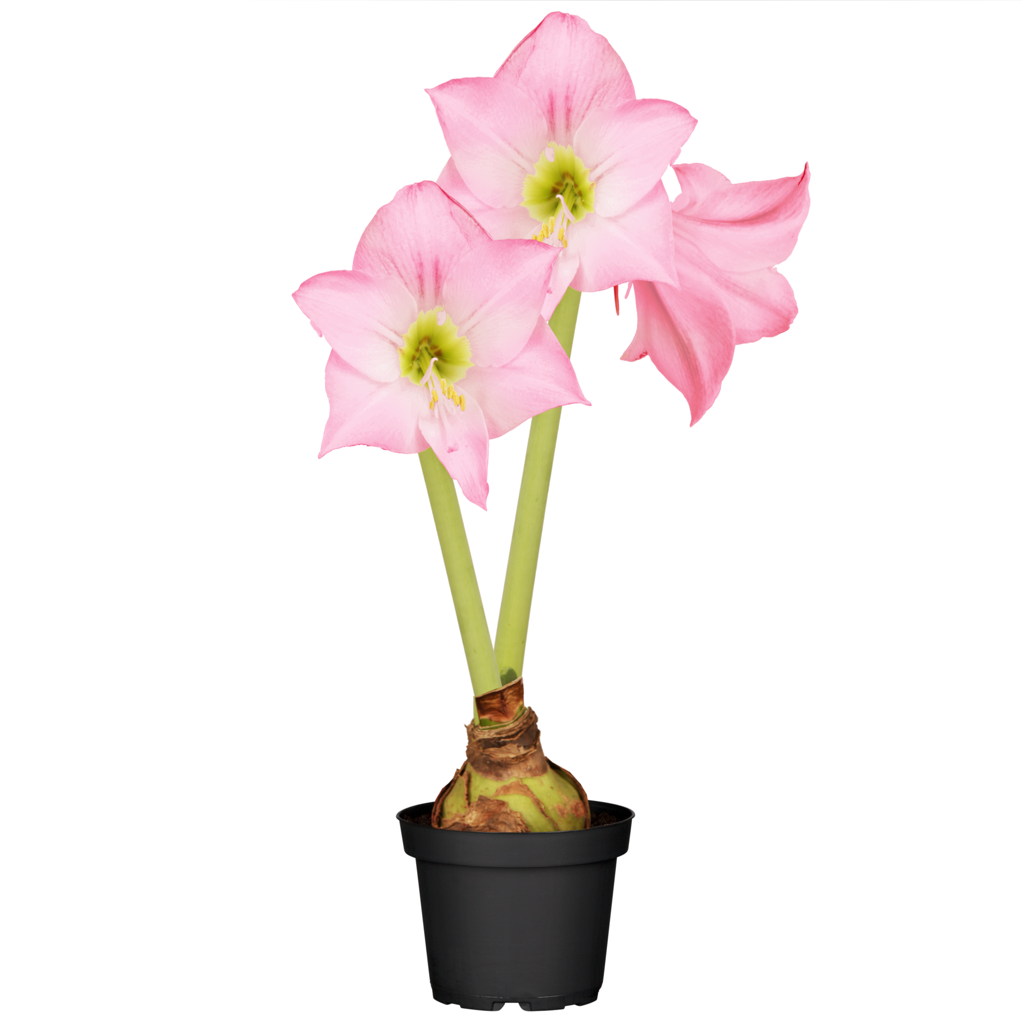 Amaryllis mit 2 Trieben rosa 12 cm Topf + product picture
