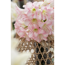 Verkleinertes Bild von Amaryllis mit 2 Trieben rosa 12 cm Topf