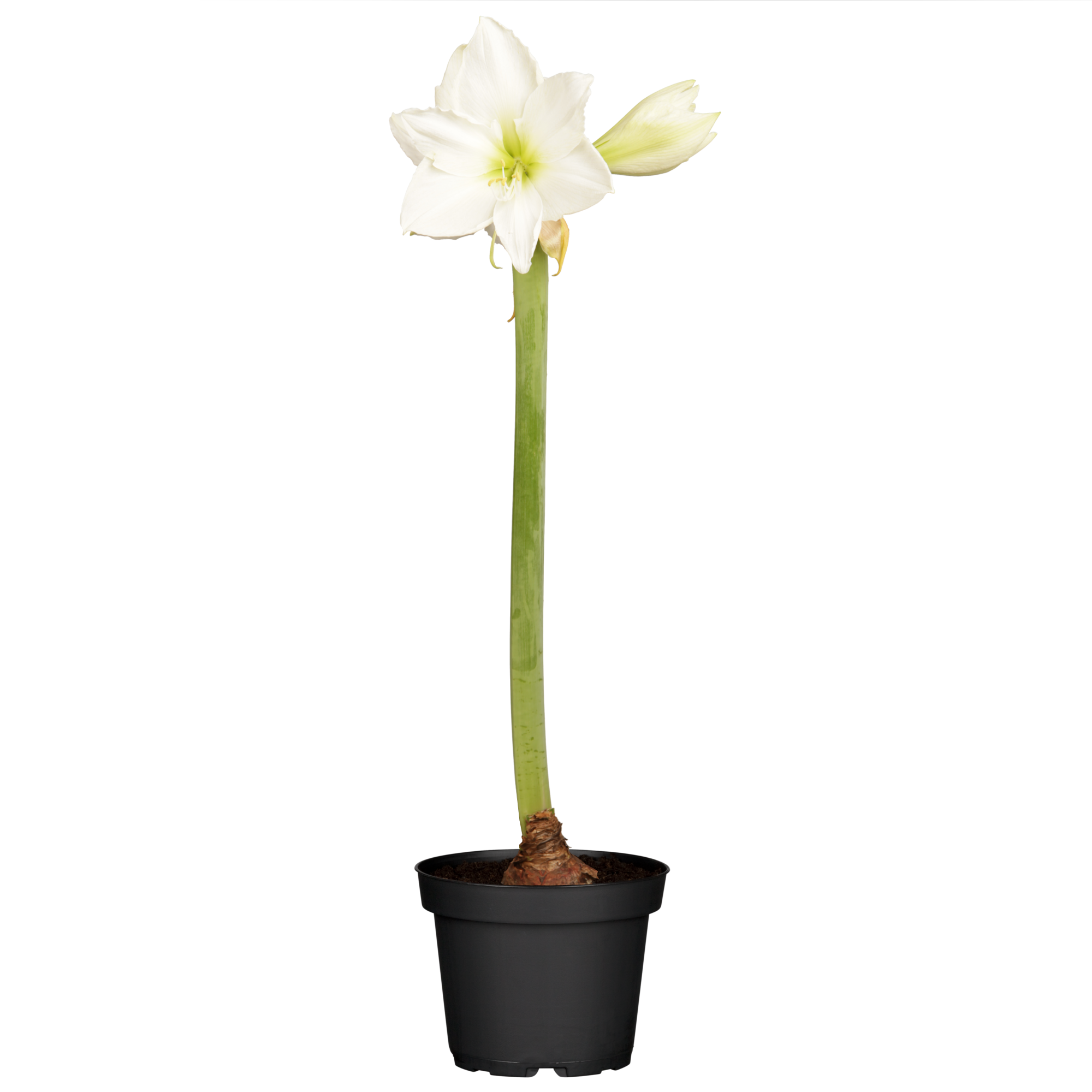 Amaryllis weiß 12 cm Topf + product picture