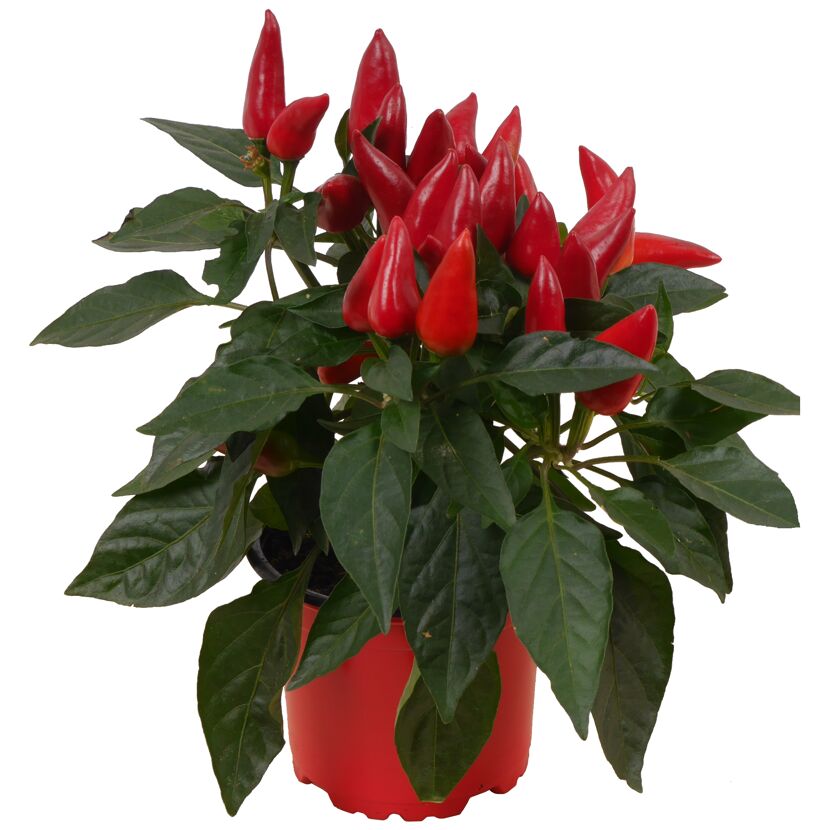 Zierpaprika mit roten Schoten im Topf