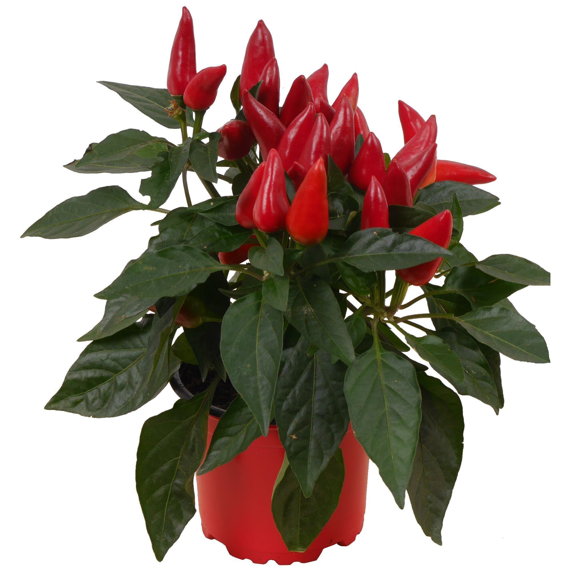 Zierpaprika mit roten Schoten im Topf