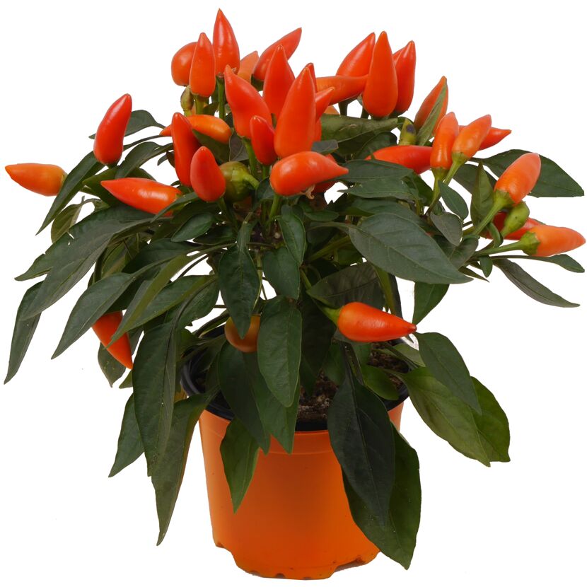 Zierpaprika mit orangen Früchten im Topf