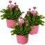 Drei rosa Bellis Perennis in pinken Töpfen
