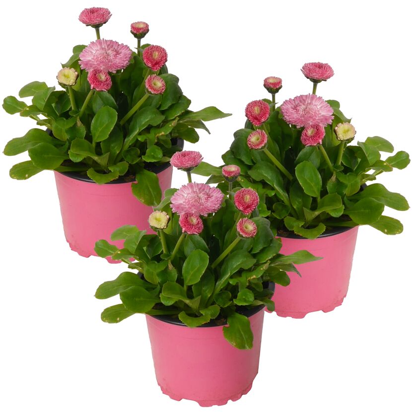 Drei rosa Bellis Perennis in pinken Töpfen