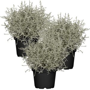 Stacheldraht-Pflanze 11 cm Topf, 3er-Set