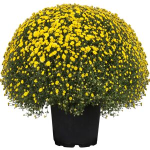 Chrysanthemen-Busch Mix 33 cm Topf