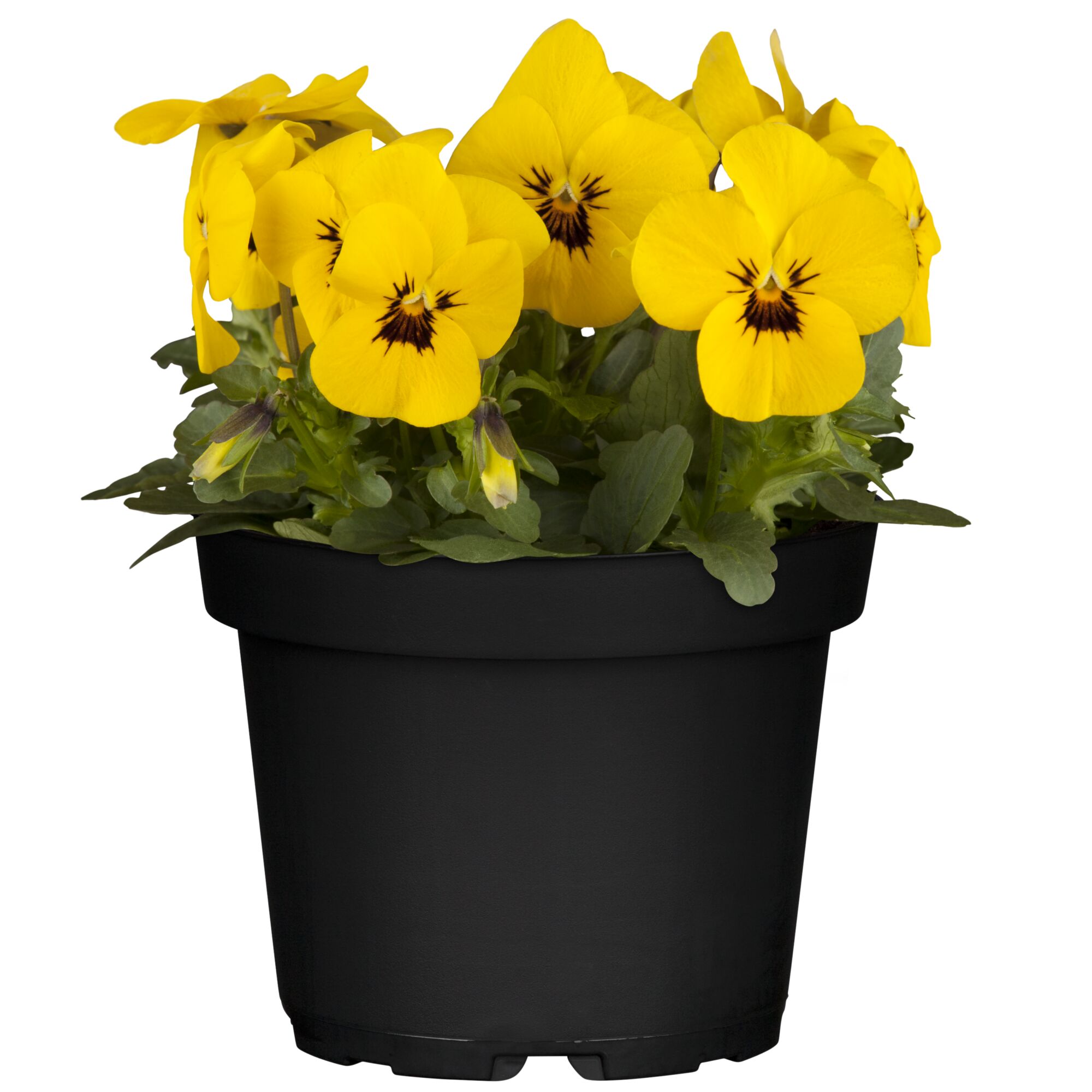 Gelbe Hornveilchen in schwarzem Topf