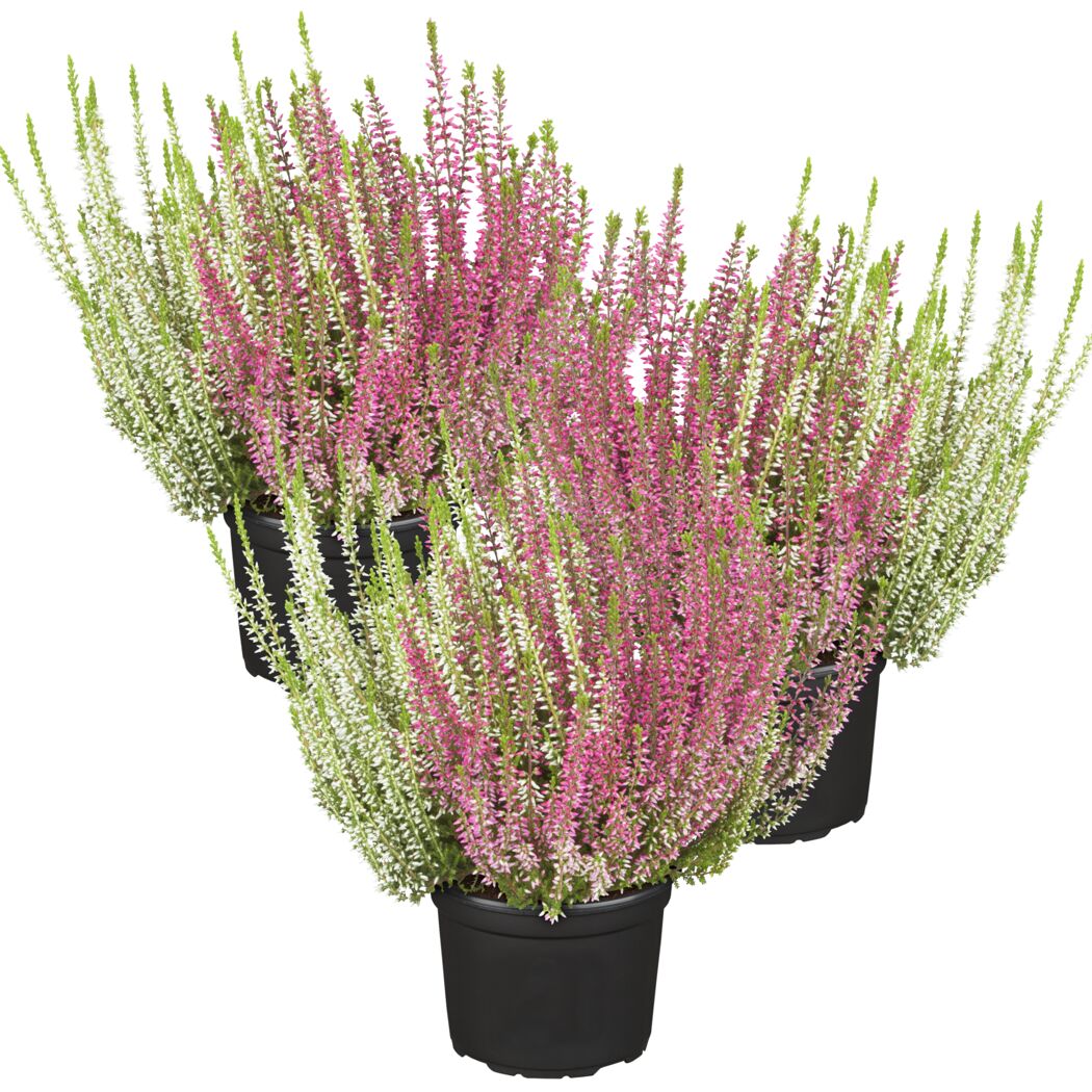 Drei Töpfe mit rosa und weißer Besenheide