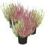 Verkleinertes Bild von Knospenheide 'Gardengirls® Twin Girls' 12 cm Topf, 3er-Set