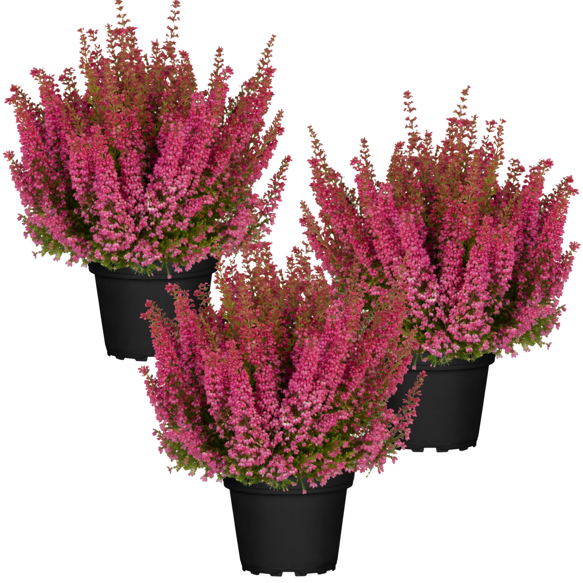 Drei Erika Gracilis in schwarzen Blumentöpfen